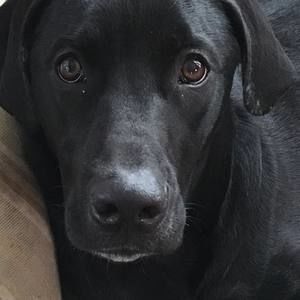 Meet your Posher, Cory